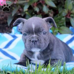 Ned, Frenchton Puppy