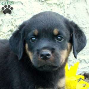 Ned, Rottweiler Puppy