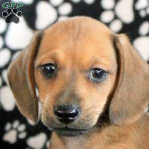 Ned, Dachshund Puppy