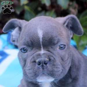 Ned, Frenchton Puppy