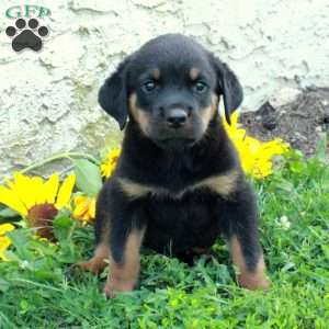 Ned, Rottweiler Puppy