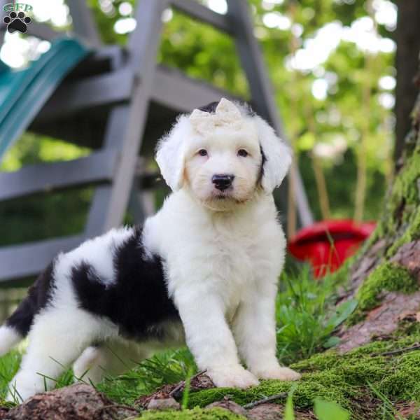 Nellie, Sheepadoodle Puppy