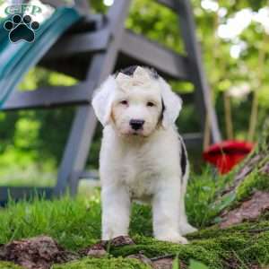 Nellie, Sheepadoodle Puppy
