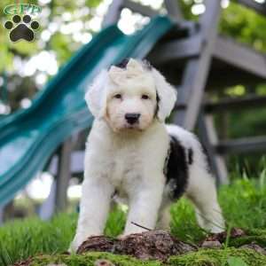 Nellie, Sheepadoodle Puppy