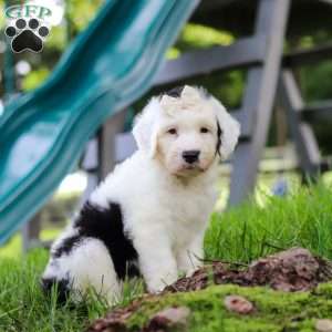 Nellie, Sheepadoodle Puppy