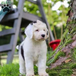 Nellie, Sheepadoodle Puppy