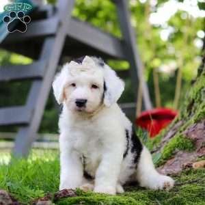 Nellie, Sheepadoodle Puppy