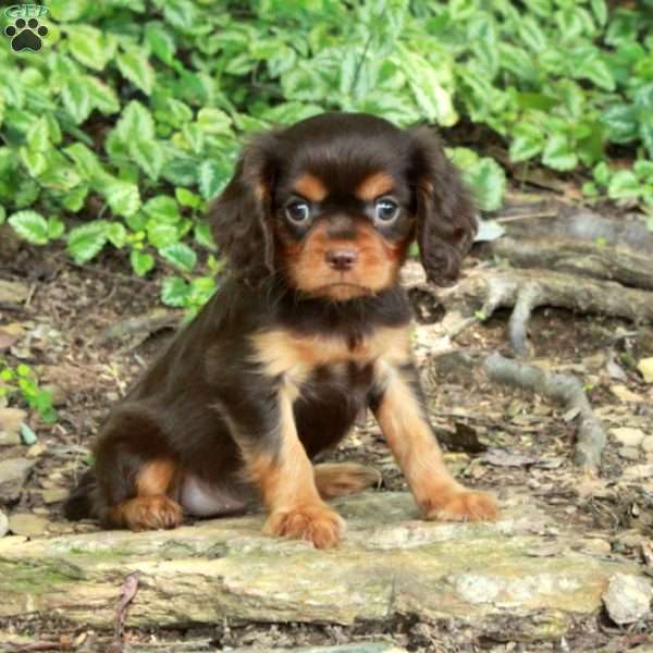 Nellie, Cavalier King Charles Spaniel Puppy