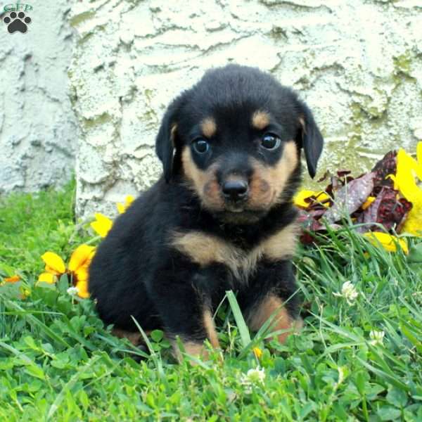 Nellie, Rottweiler Puppy