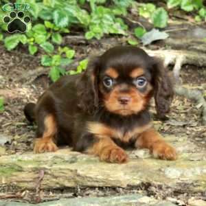 Nellie, Cavalier King Charles Spaniel Puppy