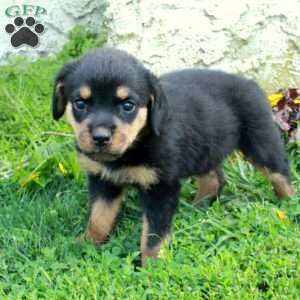 Nellie, Rottweiler Puppy