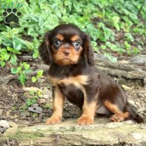 Nellie, Cavalier King Charles Spaniel Puppy