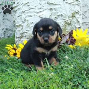 Nellie, Rottweiler Puppy