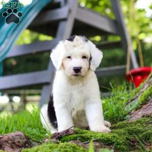Nellie, Sheepadoodle Puppy