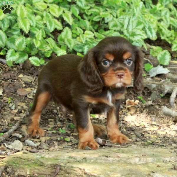 Nelson, Cavalier King Charles Spaniel Puppy