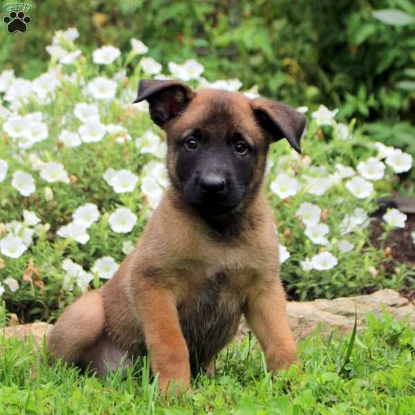 Nelson, Belgian Malinois Puppy