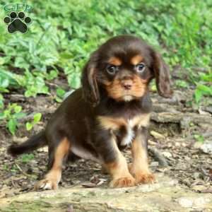 Nelson, Cavalier King Charles Spaniel Puppy