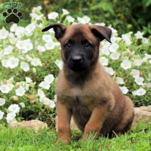 Nelson, Belgian Malinois Puppy