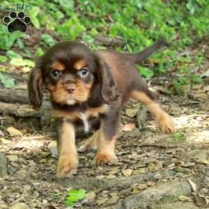 Nelson, Cavalier King Charles Spaniel Puppy