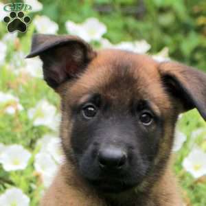 Nelson, Belgian Malinois Puppy