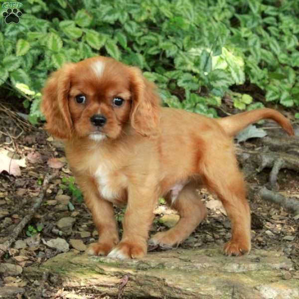 Neo, Cavalier King Charles Spaniel Puppy