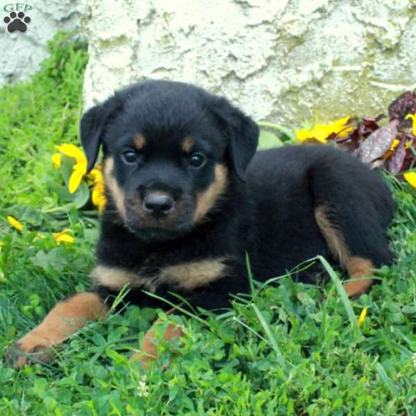 Neo, Rottweiler Puppy