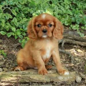 Neo, Cavalier King Charles Spaniel Puppy