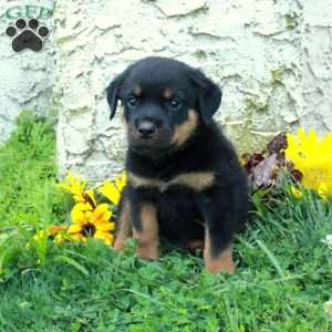 Neo, Rottweiler Puppy