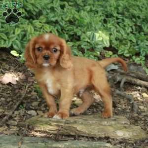 Neo, Cavalier King Charles Spaniel Puppy
