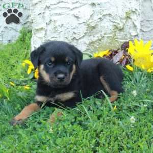 Neo, Rottweiler Puppy