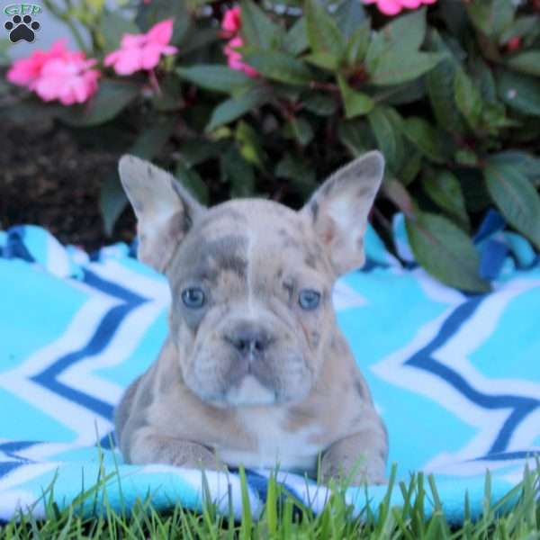 Nessa, Frenchton Puppy