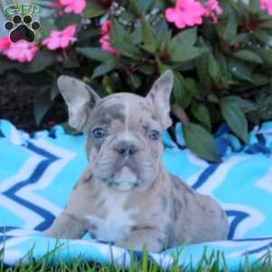Nessa, Frenchton Puppy