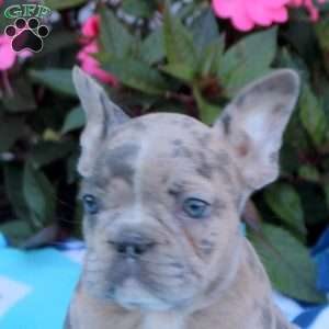 Nessa, Frenchton Puppy