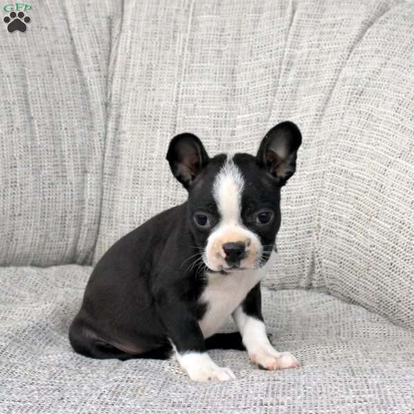 Nessie, Boston Terrier Puppy