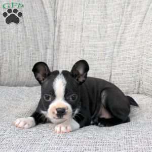 Nessie, Boston Terrier Puppy