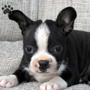Nessie, Boston Terrier Puppy
