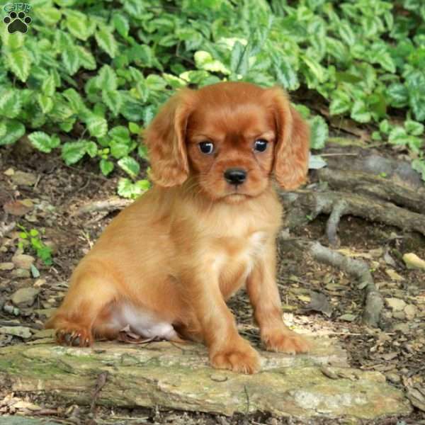 Niall, Cavalier King Charles Spaniel Puppy