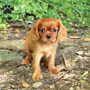 Niall, Cavalier King Charles Spaniel Puppy