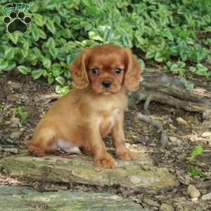 Niall, Cavalier King Charles Spaniel Puppy