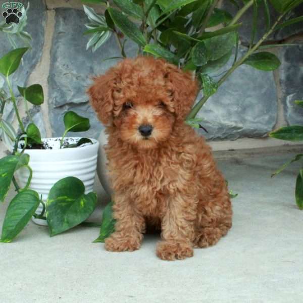 Nicholas, Toy Poodle Puppy