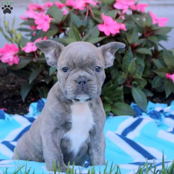 Nick, Frenchton Puppy