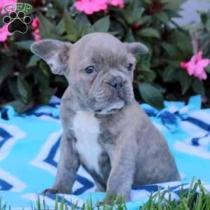 Nick, Frenchton Puppy