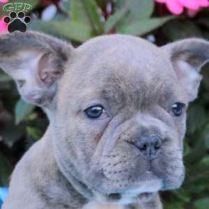 Nick, Frenchton Puppy