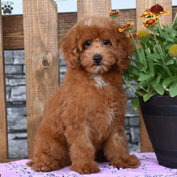 Nicki, Miniature Poodle Puppy