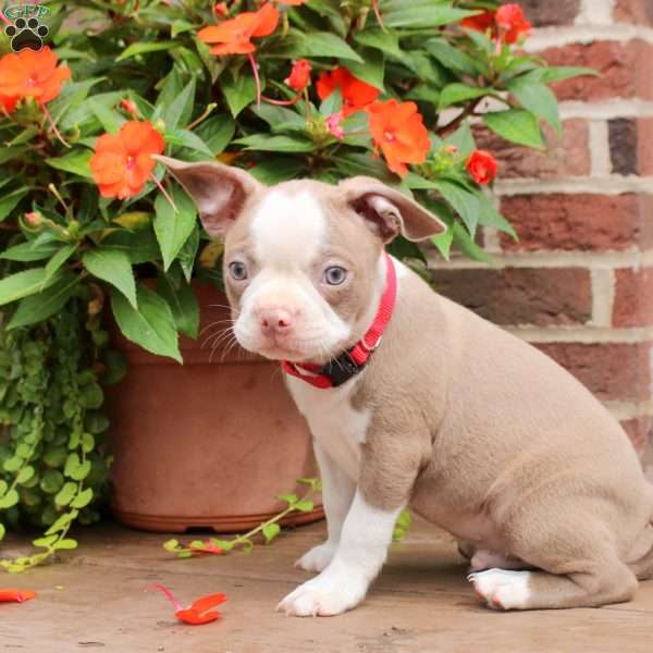 Nicky, Boston Terrier Puppy