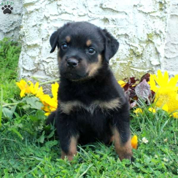 Nicky, Rottweiler Puppy