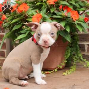 Nicky, Boston Terrier Puppy