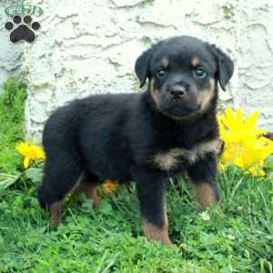 Nicky, Rottweiler Puppy