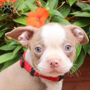 Nicky, Boston Terrier Puppy
