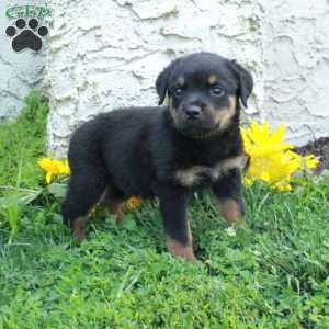 Nicky, Rottweiler Puppy